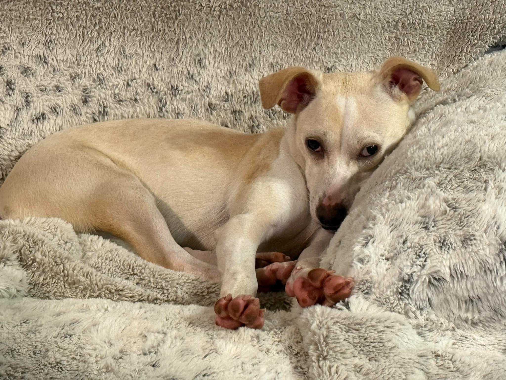 Enlarge Torchet, an adopted mixed breed in Covington, WA image 2/6