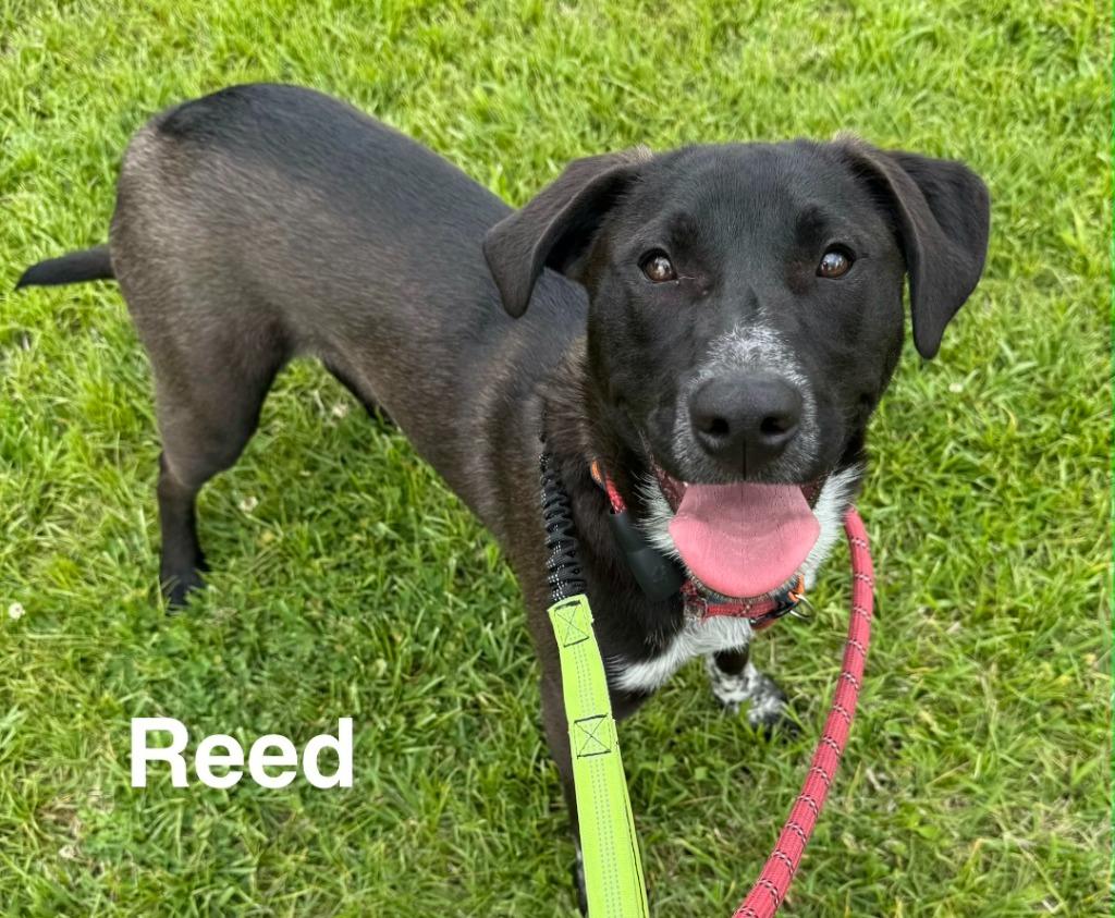 Reed, Adoptable, Young Male Labrador Retriever & Cattle Dog.