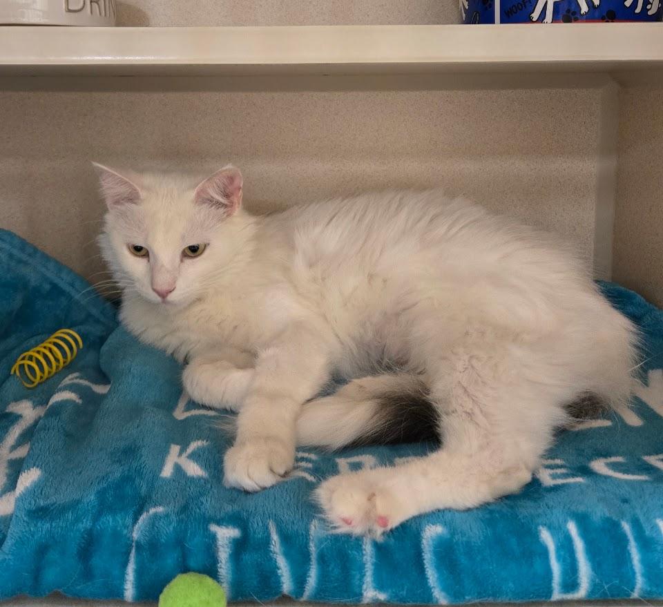 Enlarge Blanche, a Adoptable Domestic Medium Hair in New Rochelle, NY image 1/1