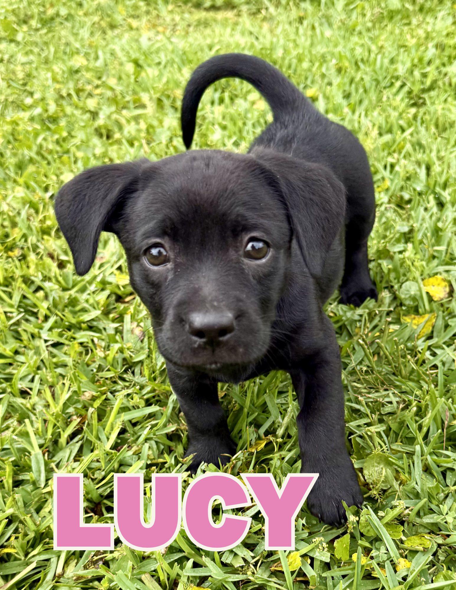 Enlarge Lucy, an adopted mixed breed in Shalimar, FL image 1/1