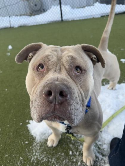 Aladar — thumbnail 2