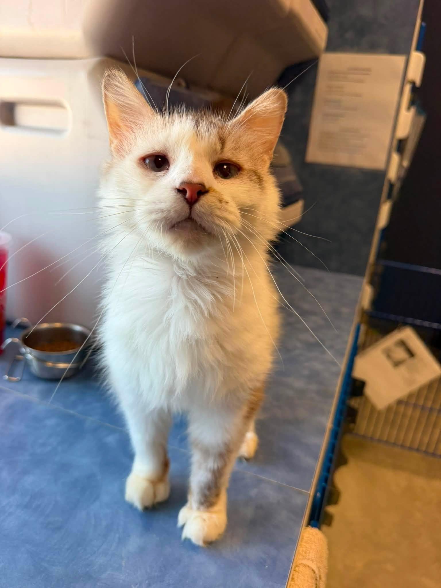 Aurora, ADOPTABLE, Adult Female Snowshoe.