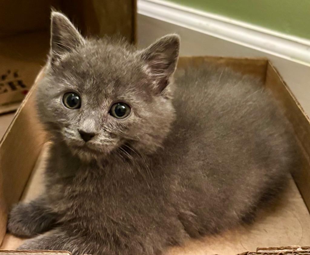 Katia, Adoptable, Kitten Female Domestic Short Hair.