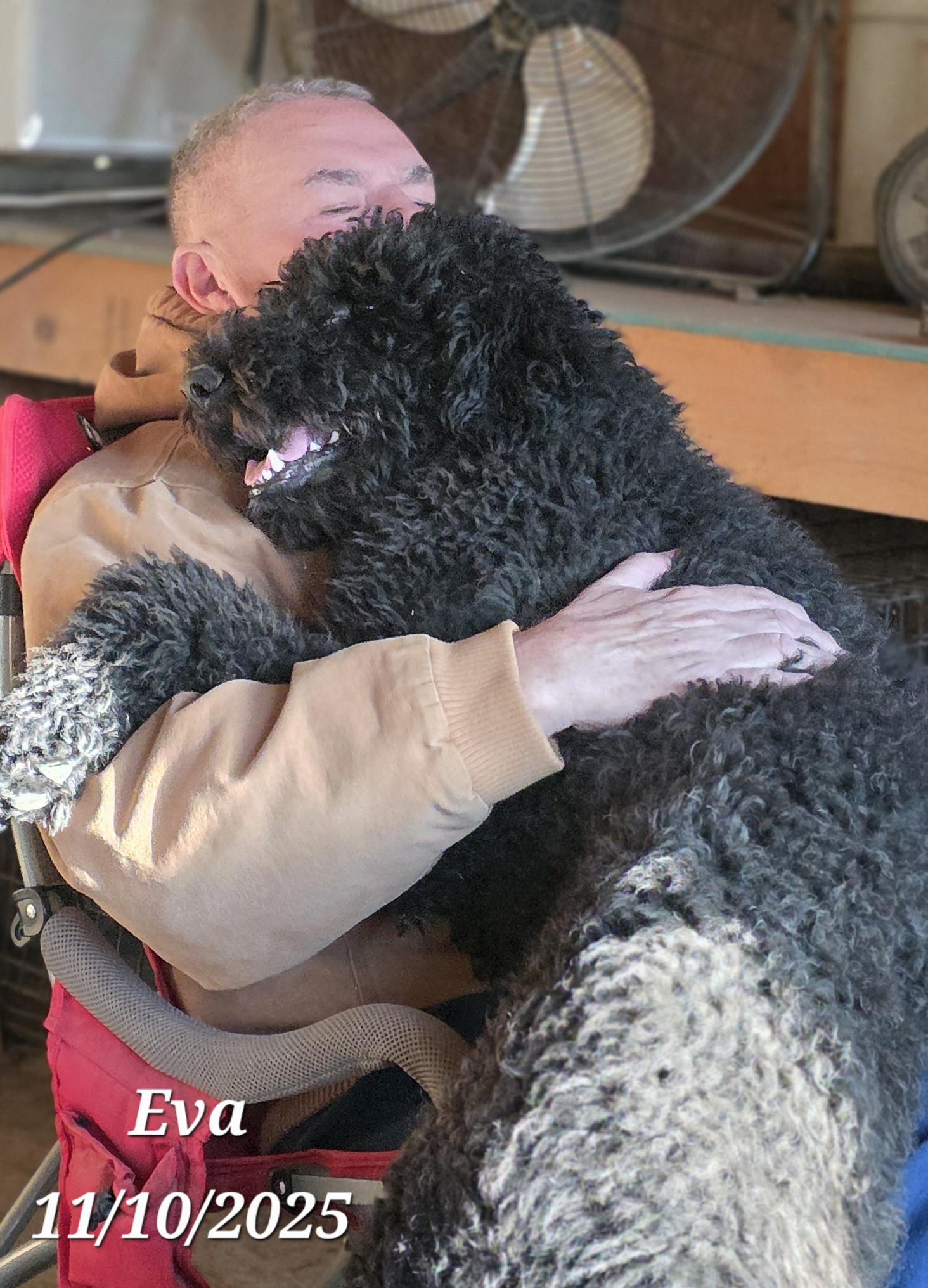 Eva, adopted, Adult Female Standard Poodle & Labradoodle.