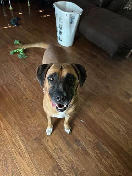 Jace, Adoptable, Adult Male Hound & Black Mouth Cur.