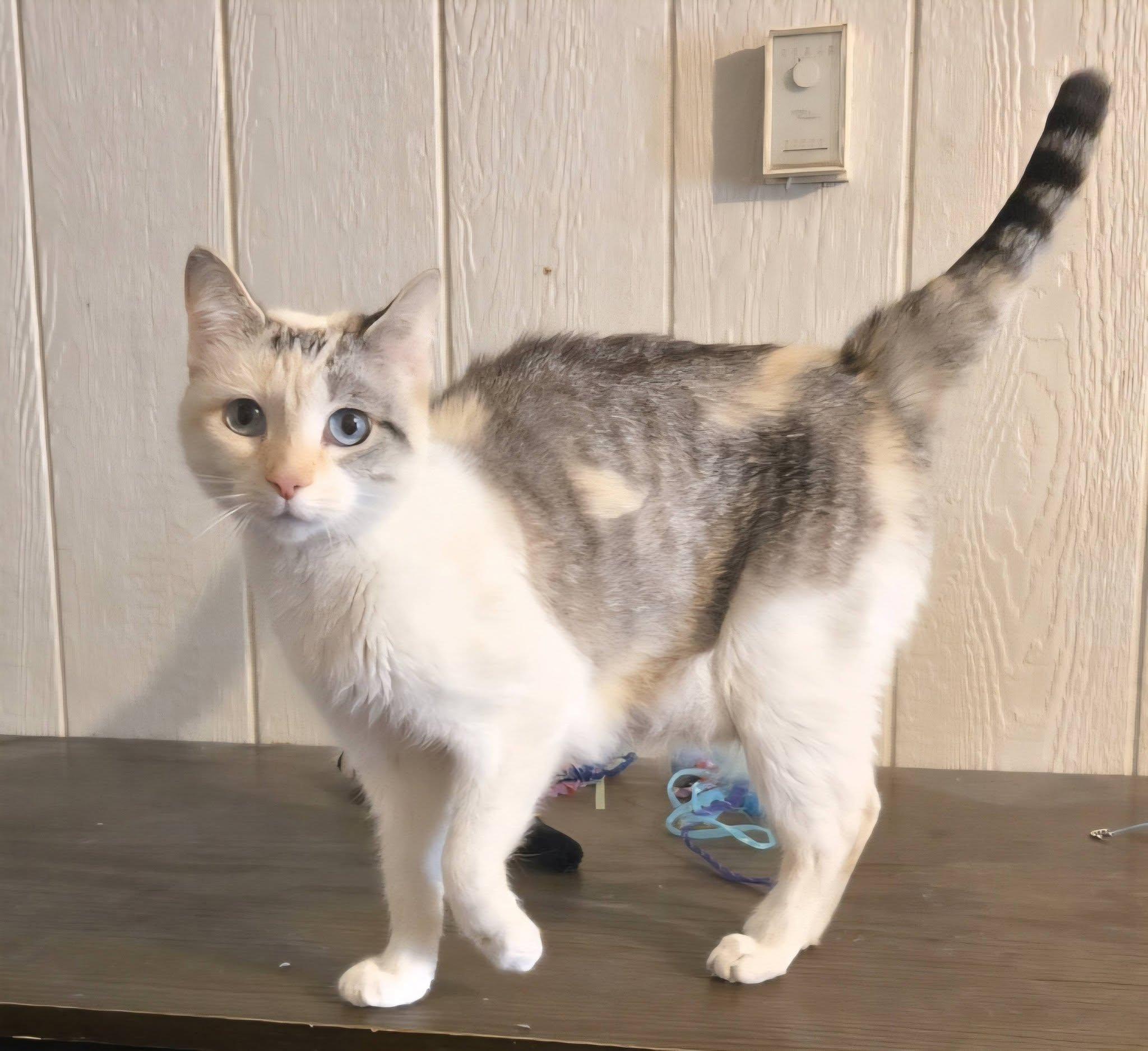 Enlarge Pearl, a ADOPTABLE mixed breed in Kemble, ON image 1/1