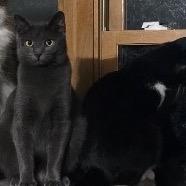 Curly, a Adoptable Domestic Short Hair in Greenfield, IN image 1/5