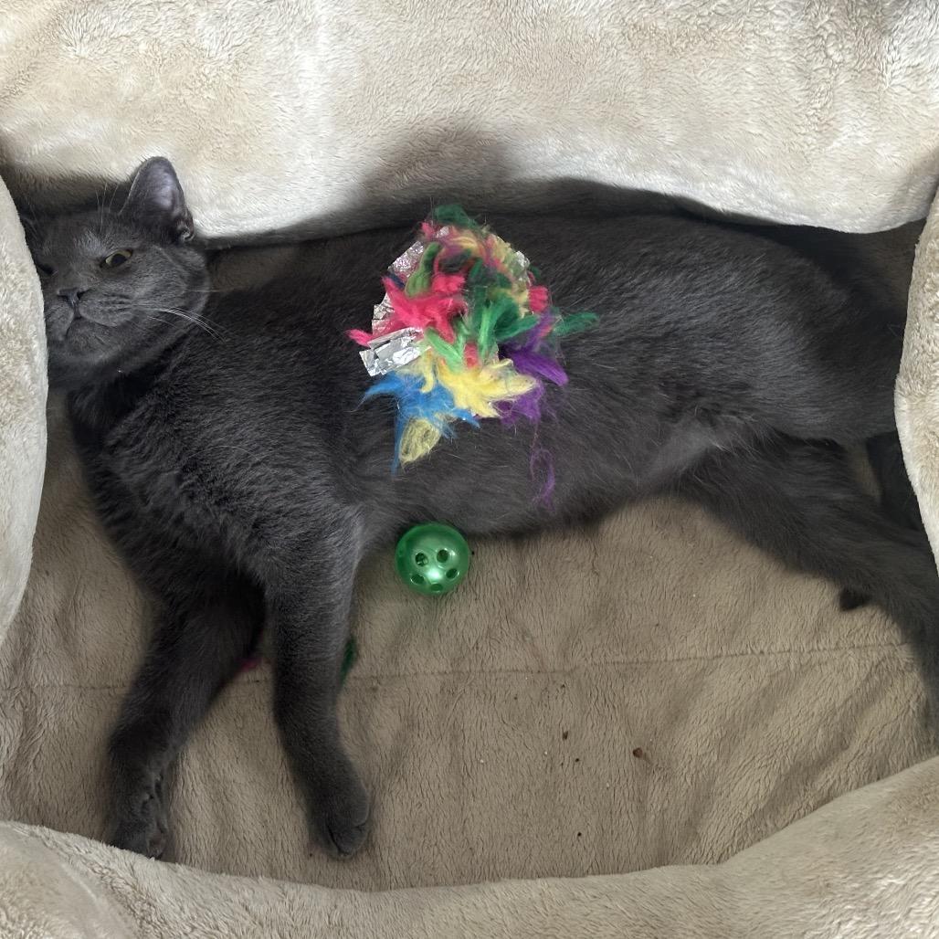 Curly, a Adoptable Domestic Short Hair in Greenfield, IN image 2/5