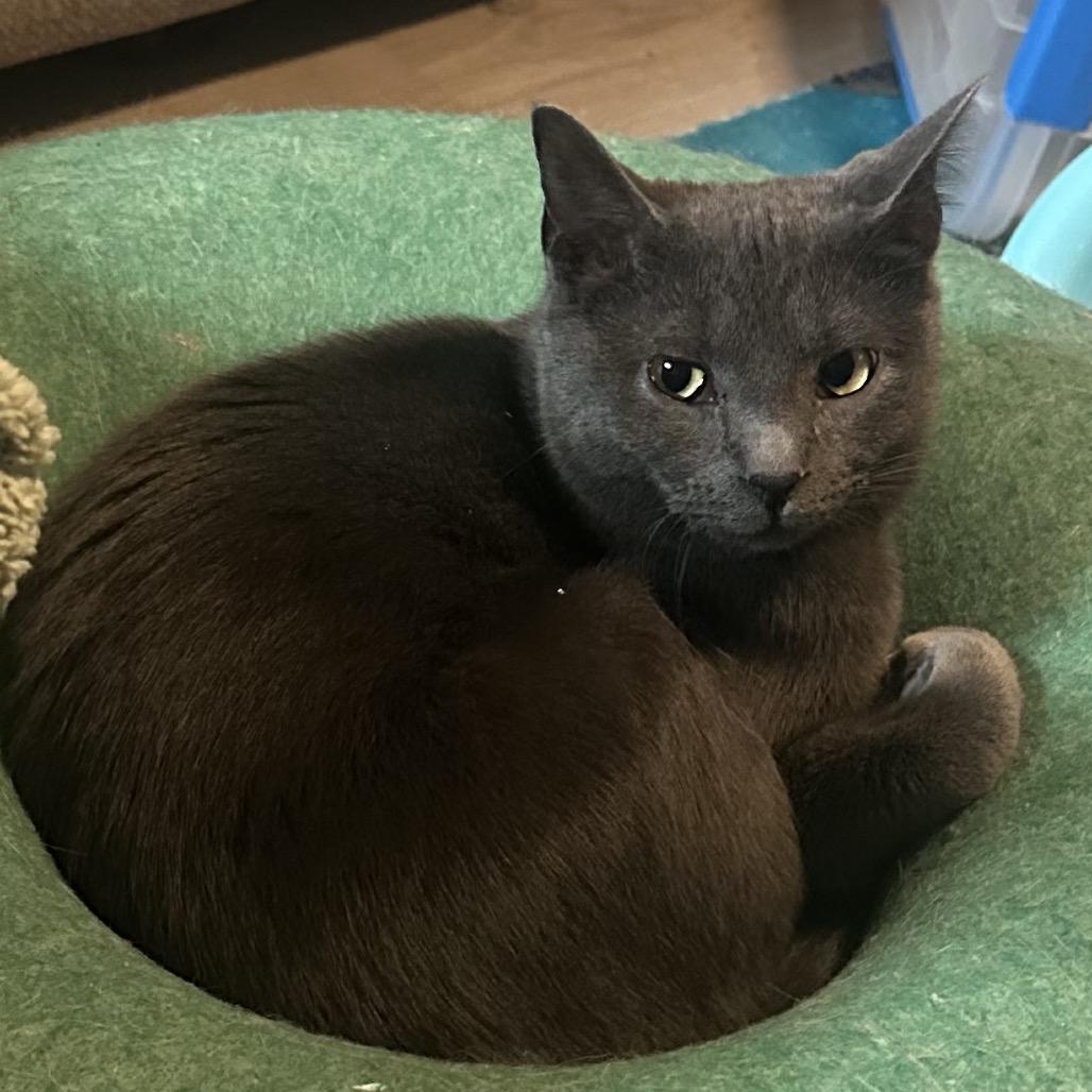 Curly, a Adoptable Domestic Short Hair in Greenfield, IN image 3/5