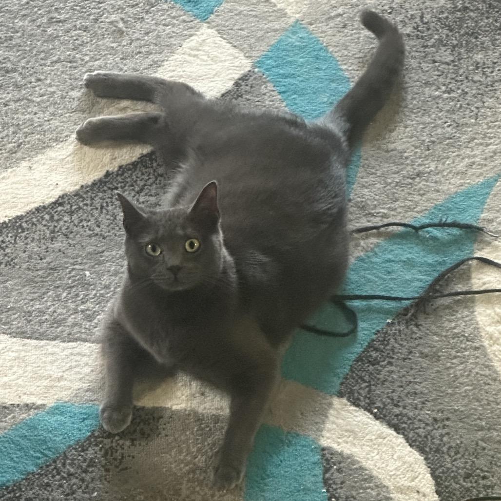 Curly, a Adoptable Domestic Short Hair in Greenfield, IN image 4/5