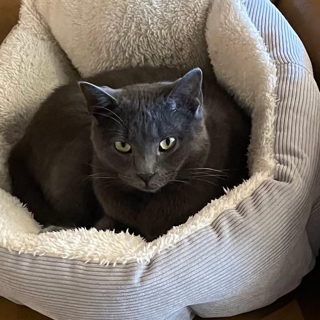 Curly, a Adoptable Domestic Short Hair in Greenfield, IN image 5/5