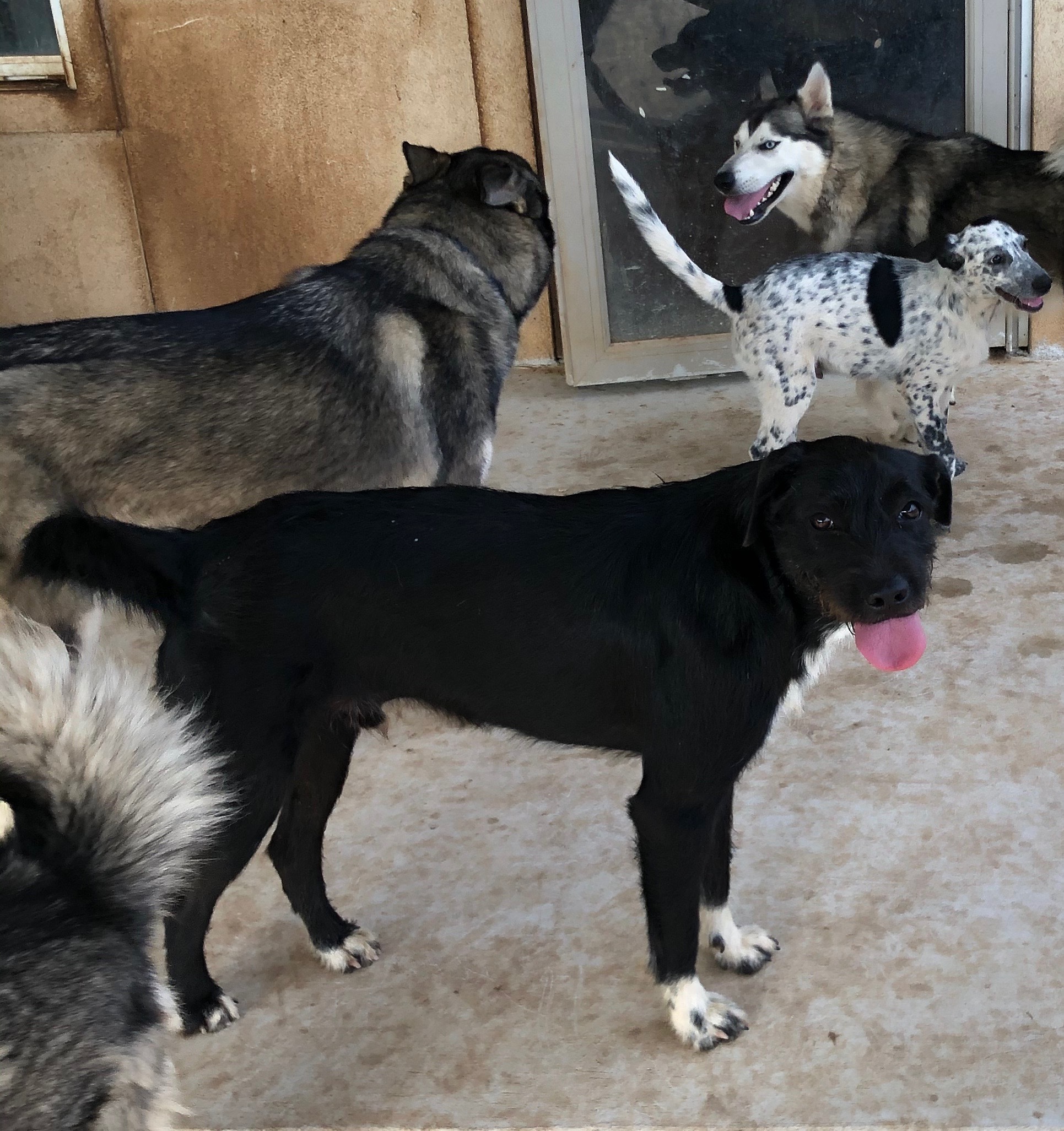 Nicholas, a Adoptable mixed breed in Bigfoot, TX image 1/4