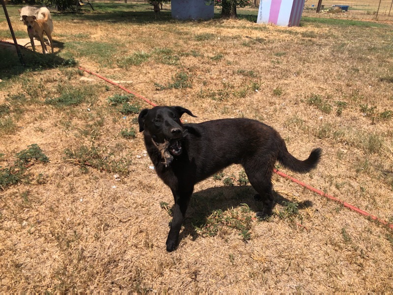 Nicholas, a Adoptable mixed breed in Bigfoot, TX image 2/4