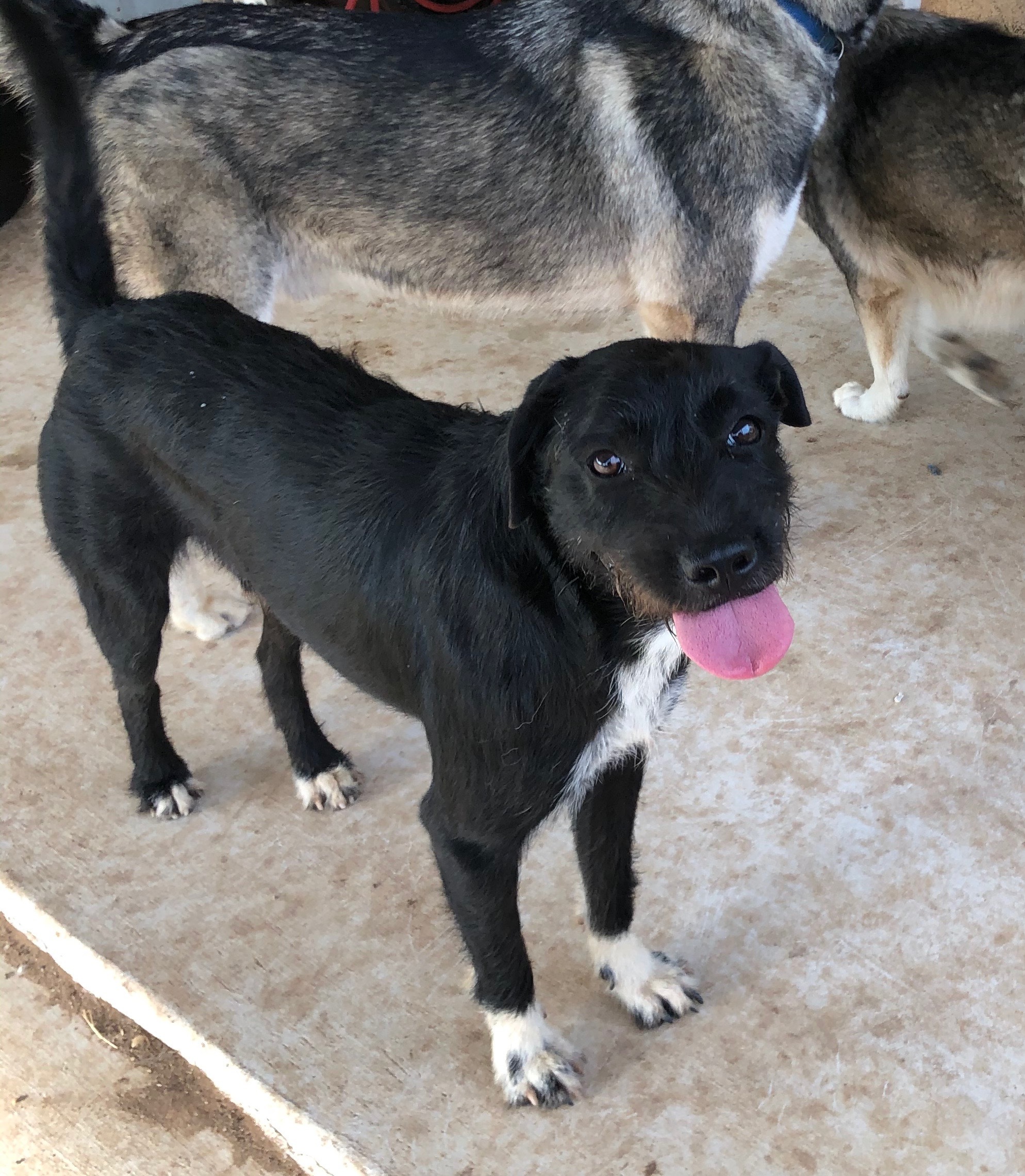 Nicholas, a Adoptable mixed breed in Bigfoot, TX image 3/4