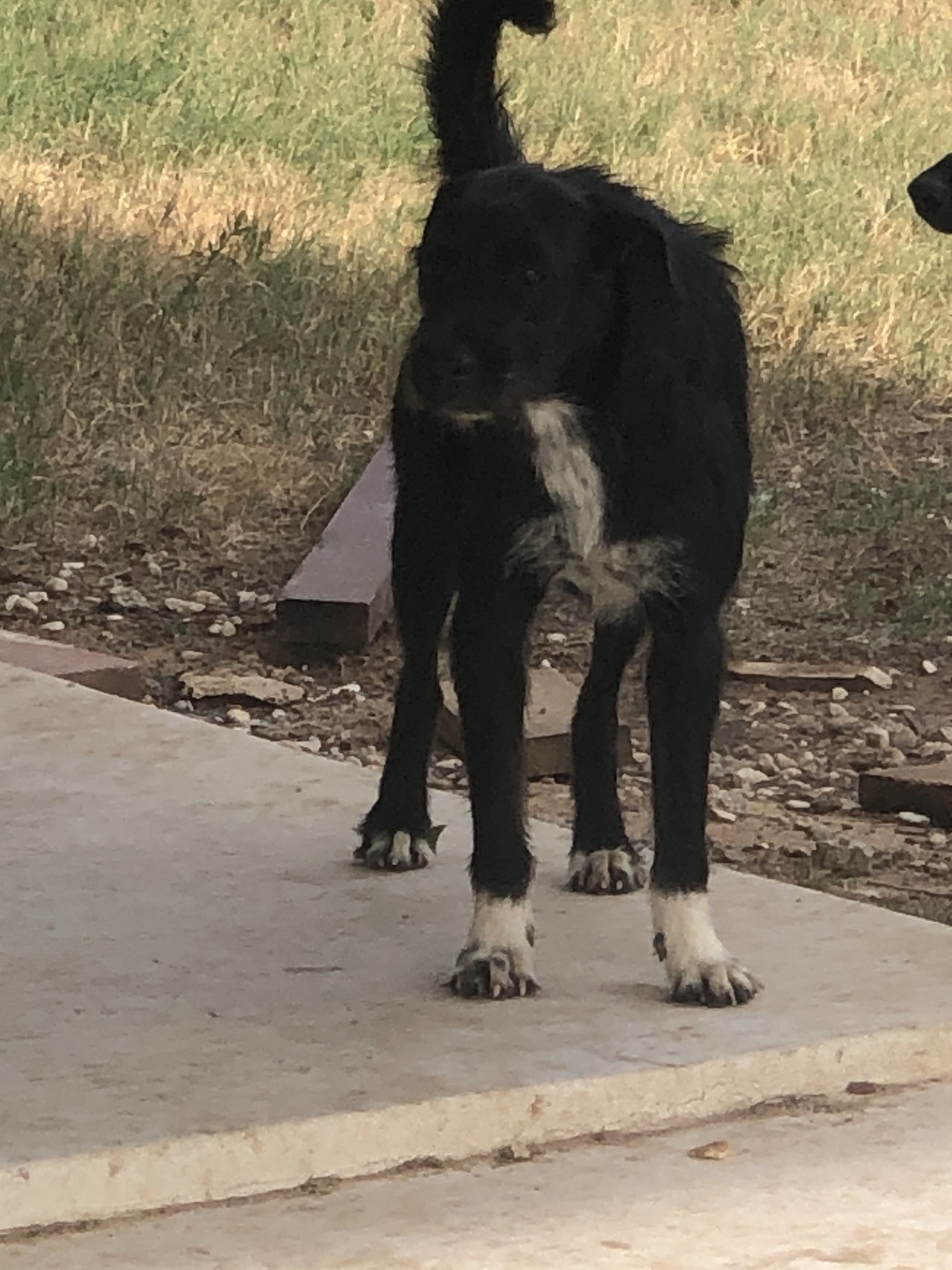 Nicholas, a Adoptable mixed breed in Bigfoot, TX image 4/4