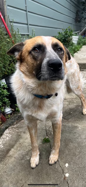 Ozzy, Adult Male Australian Cattle Dog / Blue Heeler