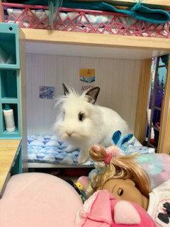 Bo, Adoptable, Adult Female Hotot.