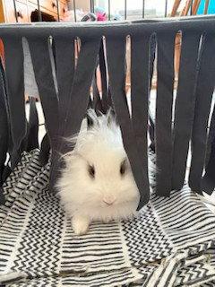 Enlarge Bo, a Adoptable Hotot in Aurora, IL image 2/3