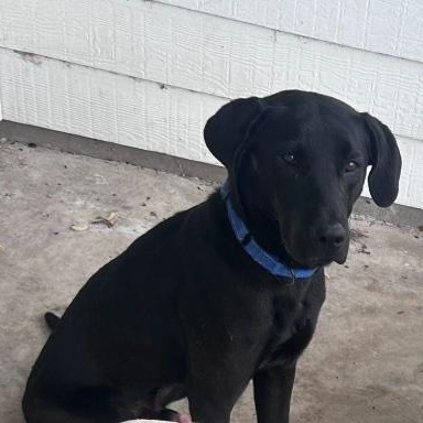 Pecos, a ADOPTABLE mixed breed in Cedarburg, WI image 2/4