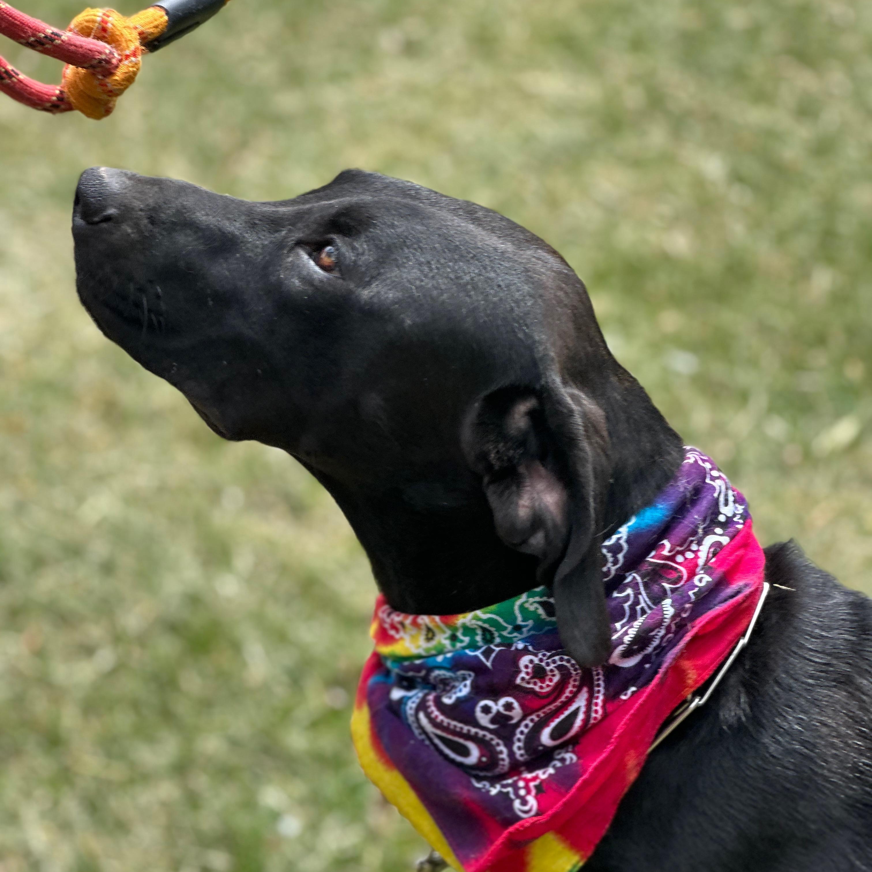 Enlarge Pecos, an adoptable mixed breed in Cedarburg, WI image 6/6