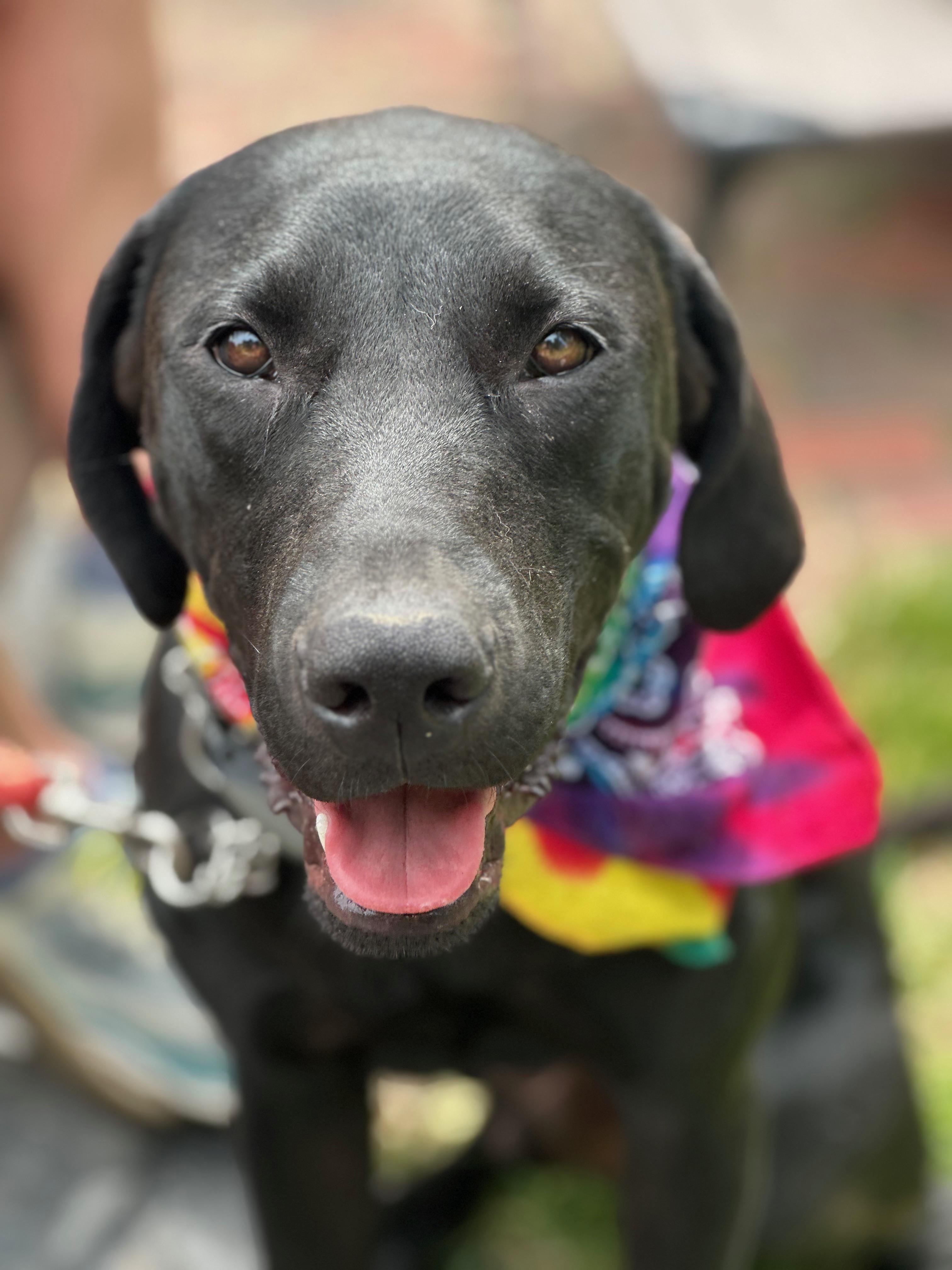 Pecos, adoptable, Young Male Black Labrador Retriever.