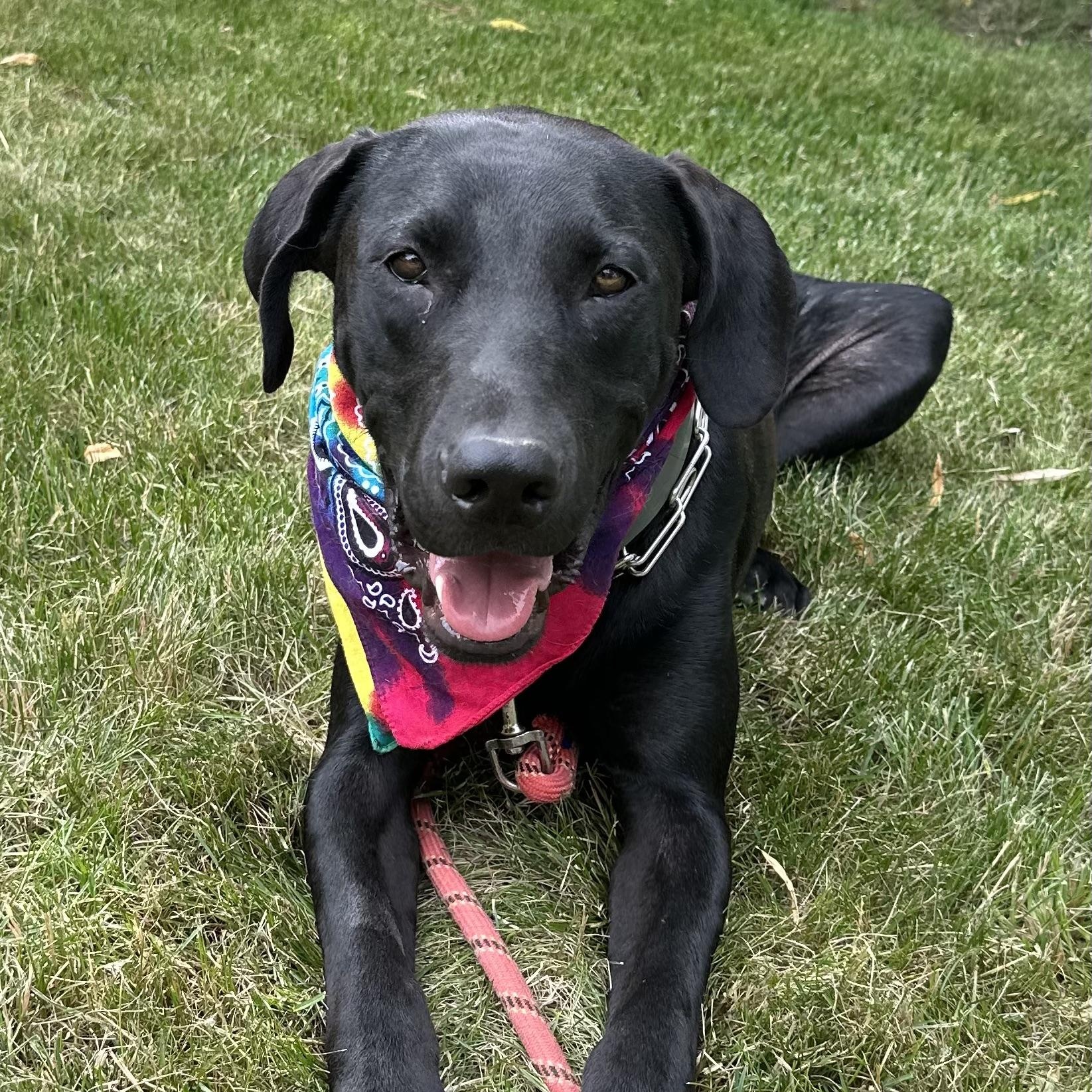 Enlarge Pecos, an adoptable mixed breed in Cedarburg, WI image 3/6