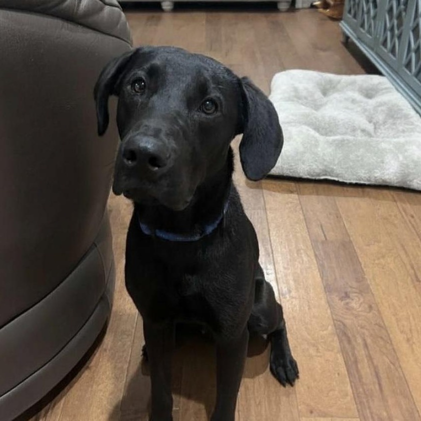 Pecos, a ADOPTABLE mixed breed in Cedarburg, WI image 1/4
