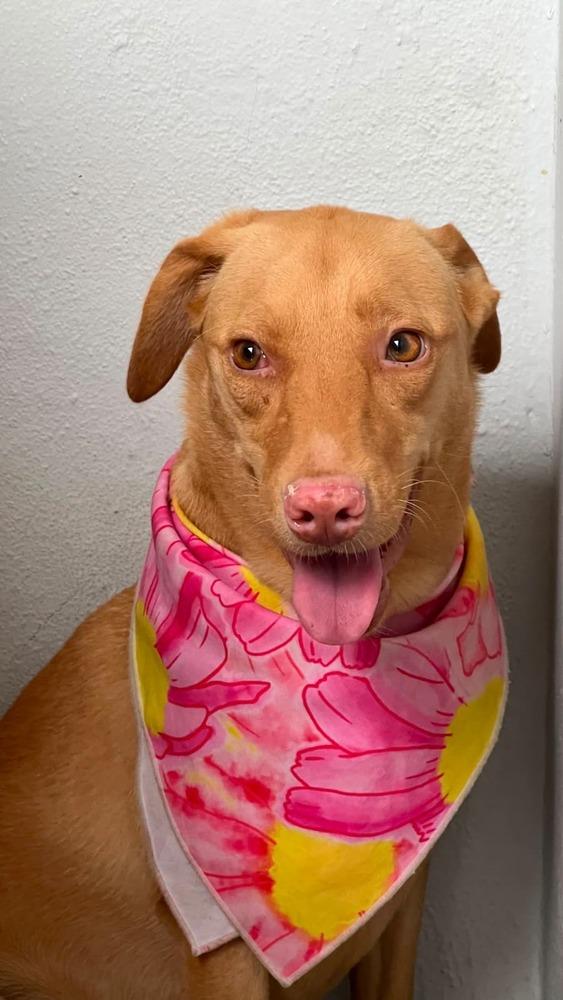 Trixie, Adoptable, Adult Female Mixed Breed.