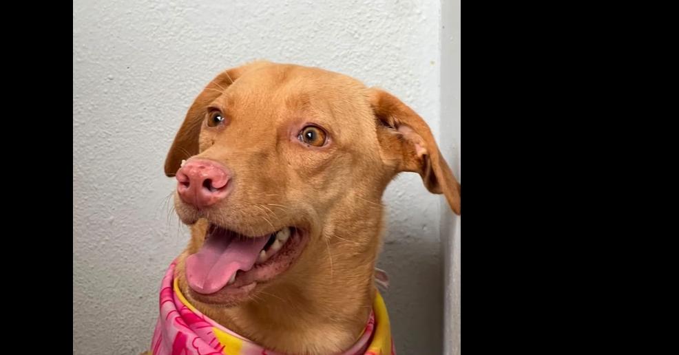 Enlarge Trixie, a Adoptable mixed breed in Naranjito, PR image 2/4