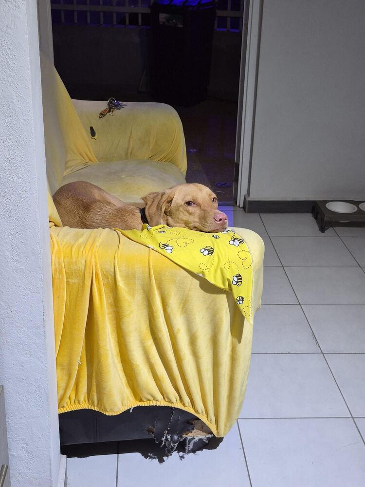 Enlarge Trixie, a Adoptable mixed breed in Naranjito, PR image 3/4