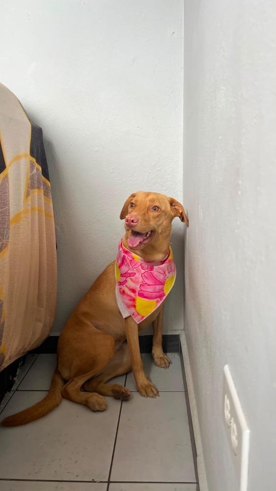 Enlarge Trixie, a Adoptable mixed breed in Naranjito, PR image 4/4