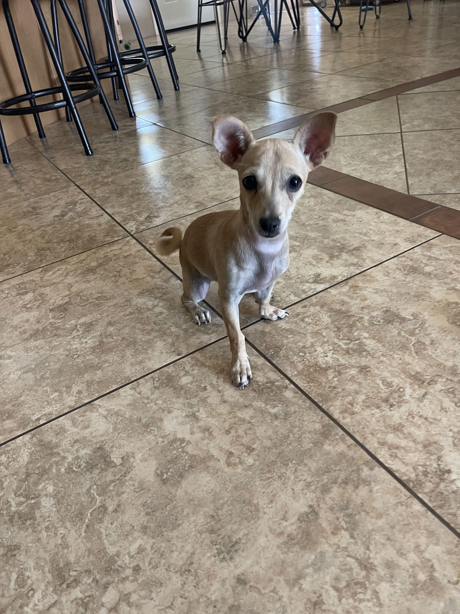 Nala, Adopted, Puppy Female Chihuahua.