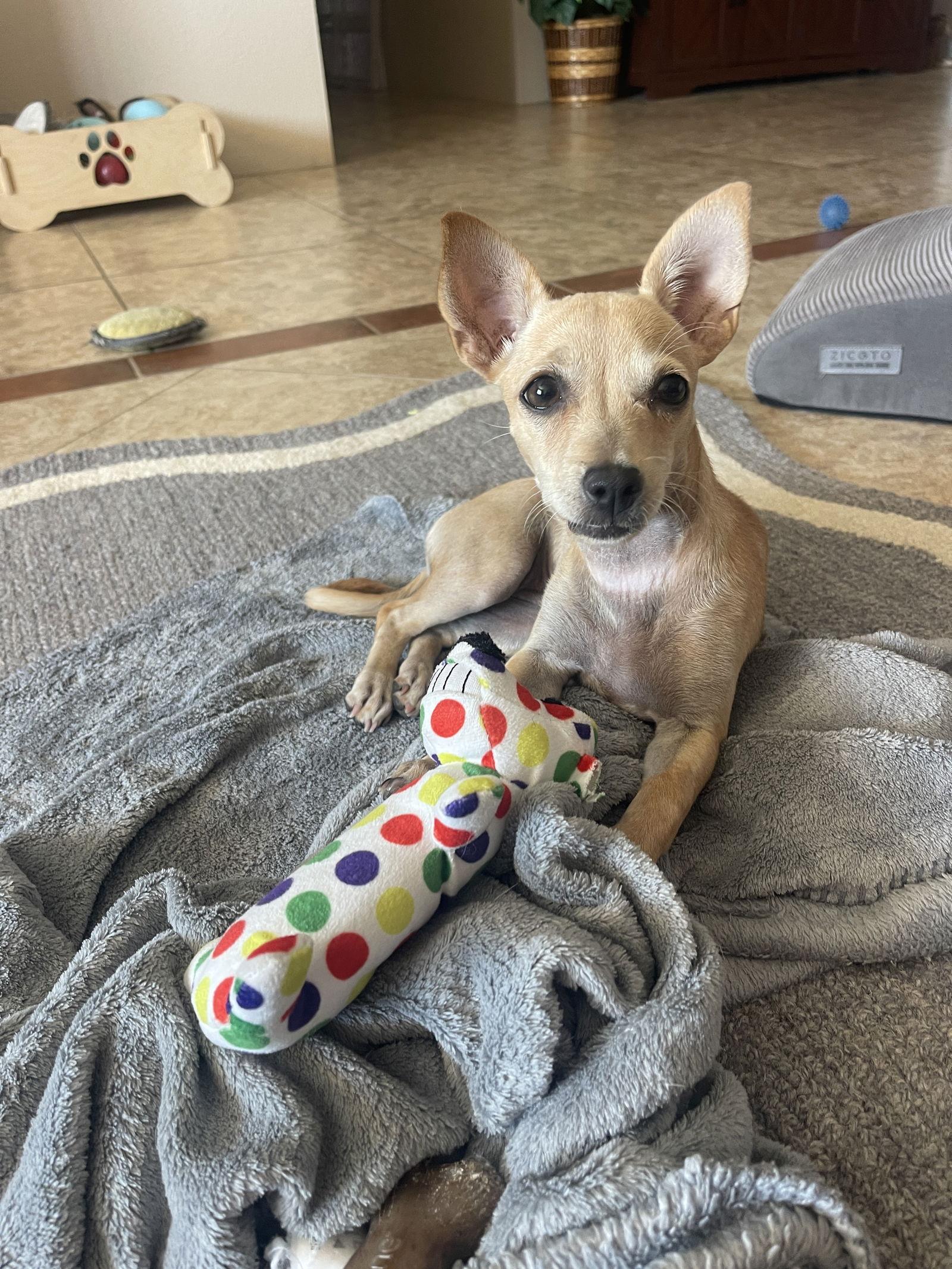 Enlarge Nala, a Adopted Chihuahua in Glendale, AZ image 2/3