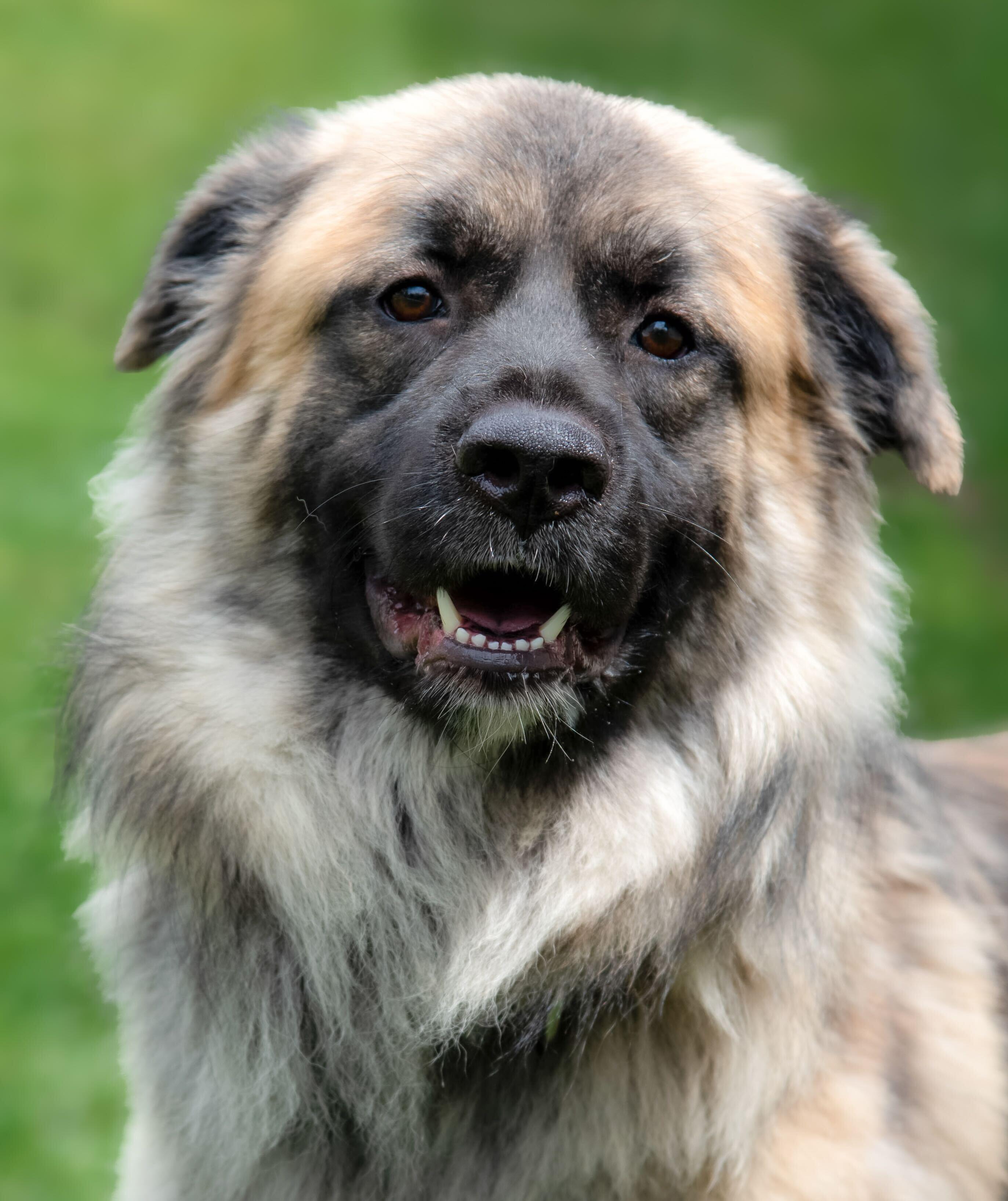 Penguin, a Adoptable mixed breed in Dayton, OH image 1/3