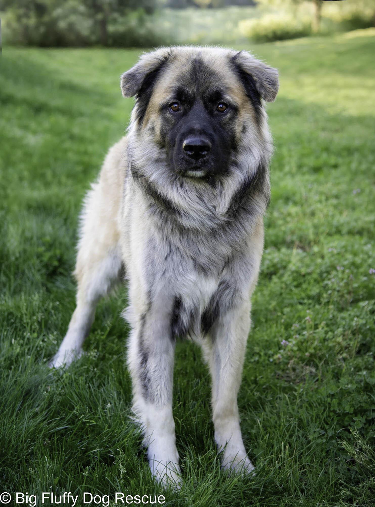 Penguin, a Adoptable mixed breed in Dayton, OH image 2/3
