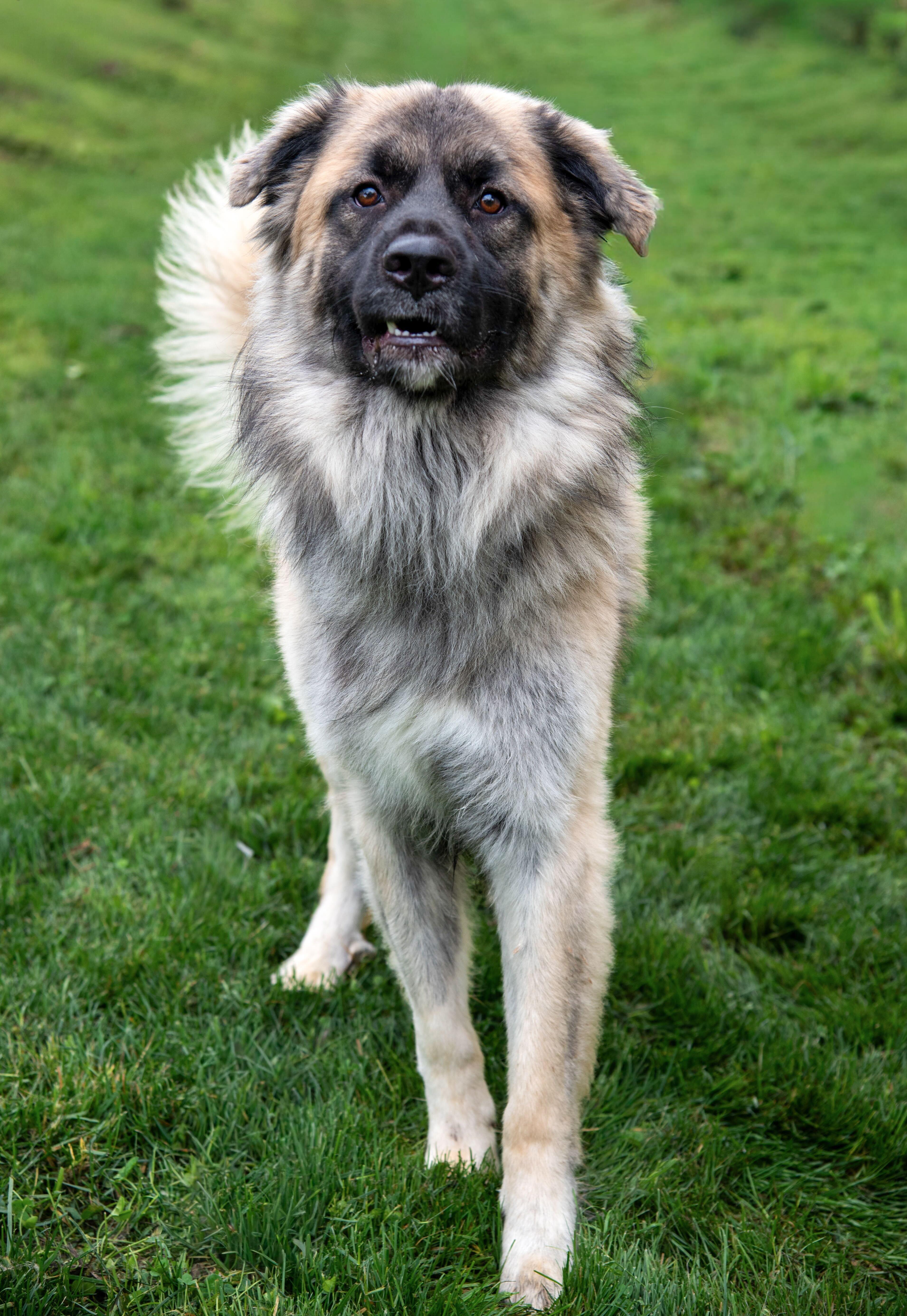 Penguin, a Adoptable mixed breed in Dayton, OH image 3/3