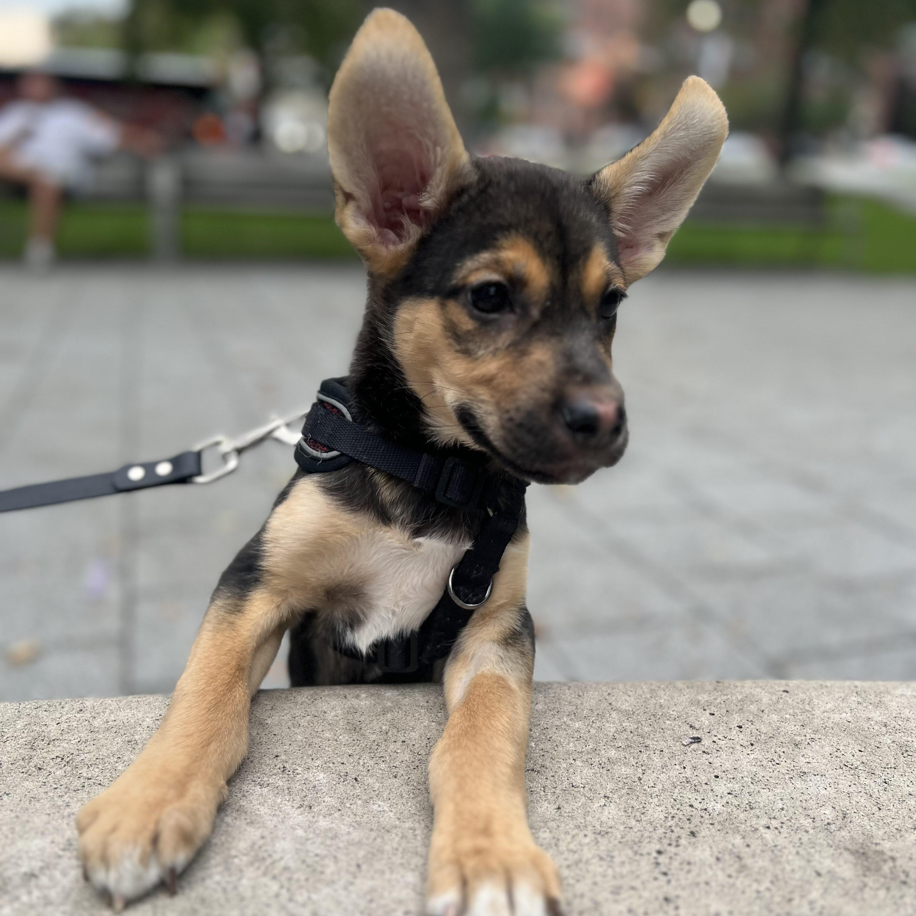 Enlarge Quinoa, a Adoptable mixed breed in Toronto, ON image 3/6