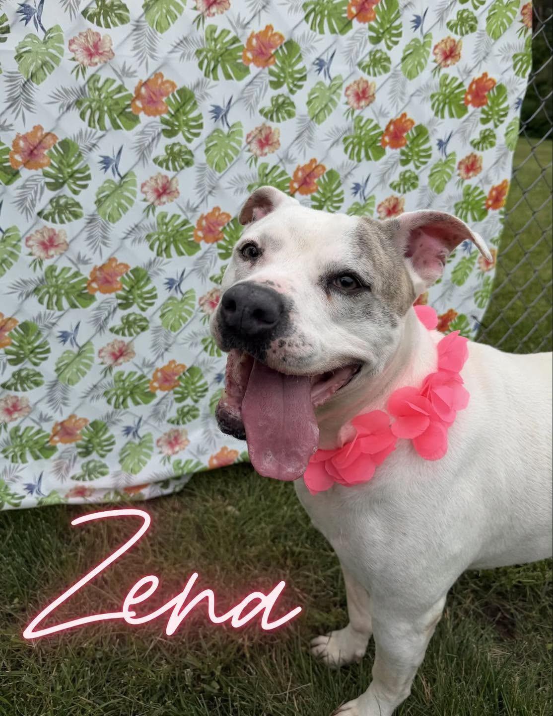 Zena, a ADOPTABLE mixed breed in Caro, MI image 2/2