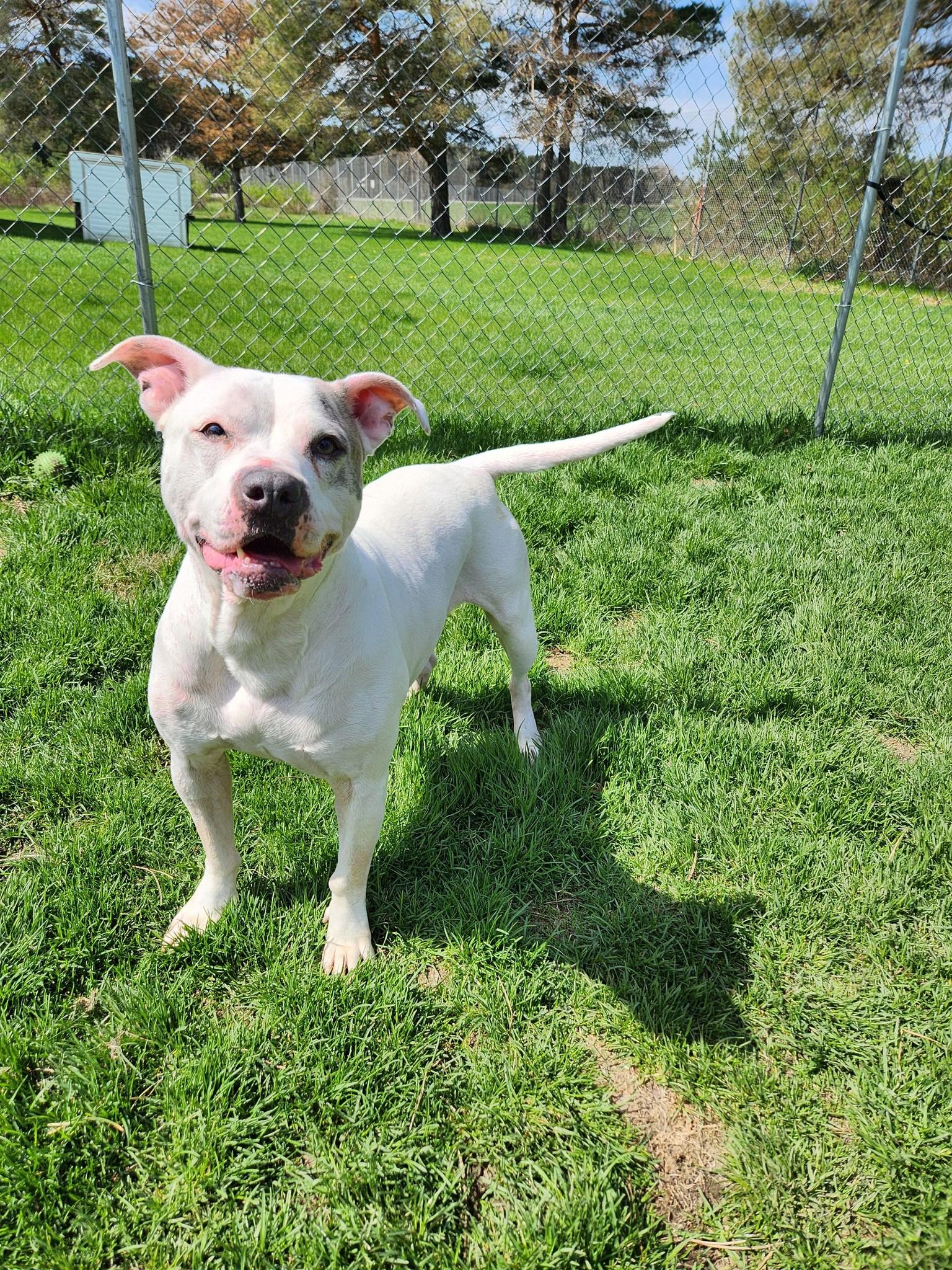 Zena, ADOPTABLE, Adult Female Dogo Argentino.