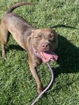 Iver, an adoptable Terrier in Hamilton, MT, 59840 | Photo Image 2