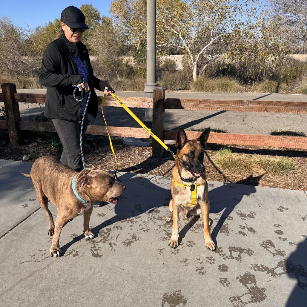 Santi, Adoptable, Adult Male Belgian Shepherd / Malinois & German Shepherd Dog.
