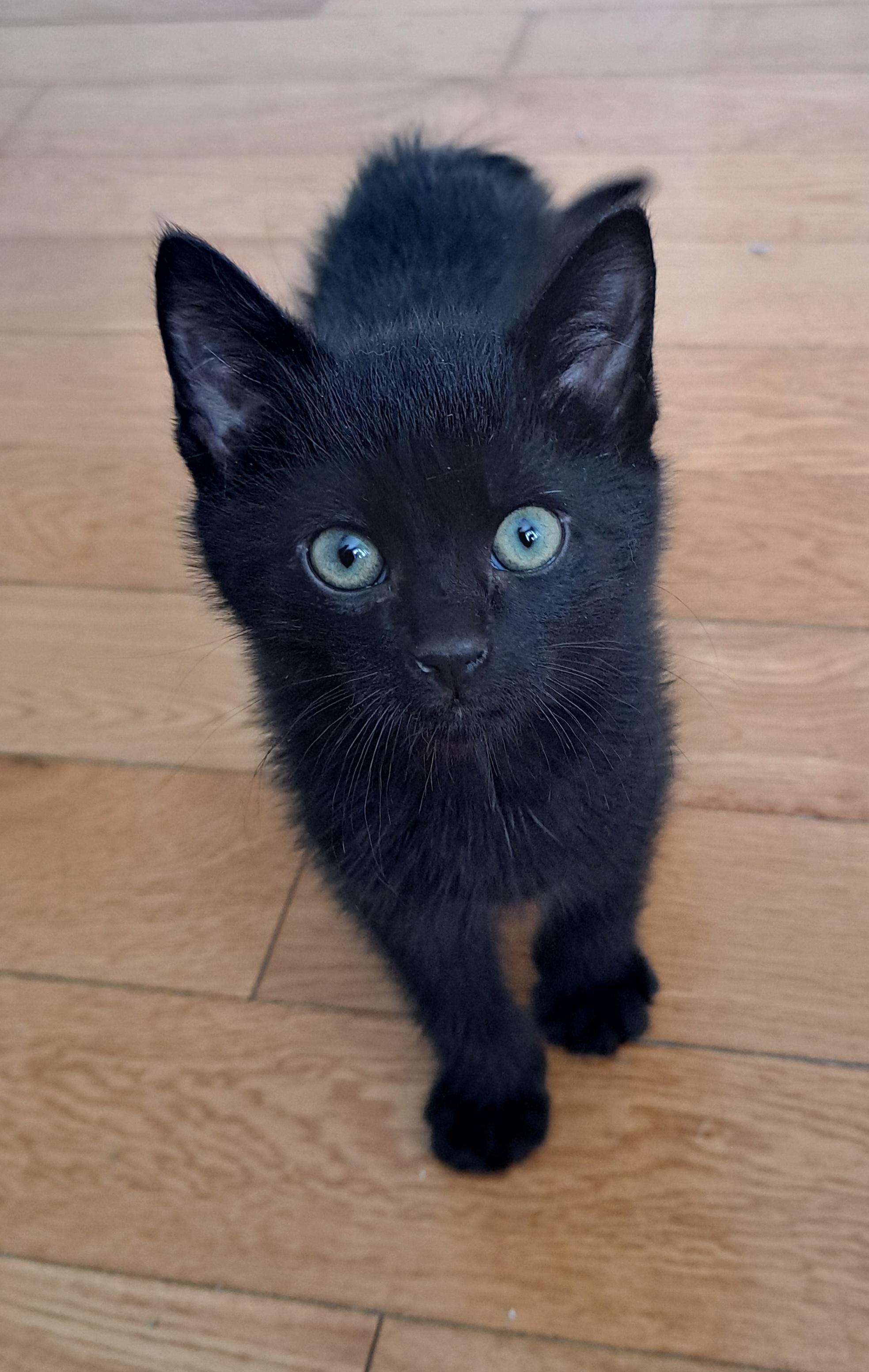 Johnny (FA/FF), ADOPTABLE, Kitten Male Domestic Short Hair.