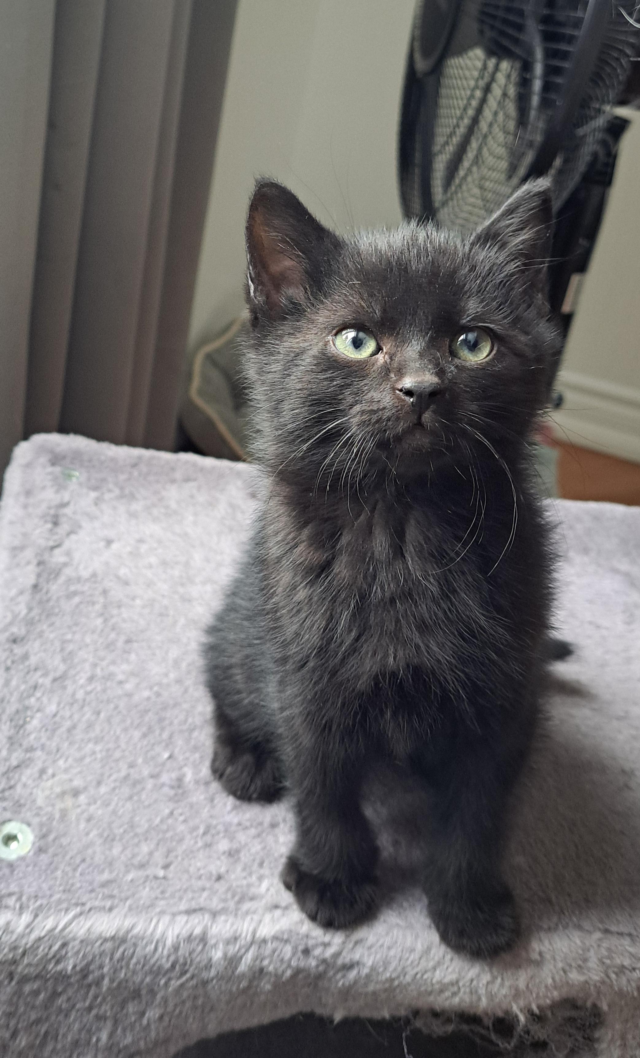 Enlarge Johnny (FA/FF), a ADOPTABLE Domestic Short Hair in Sainte-Angele-de-Monnoir, QC image 3/3