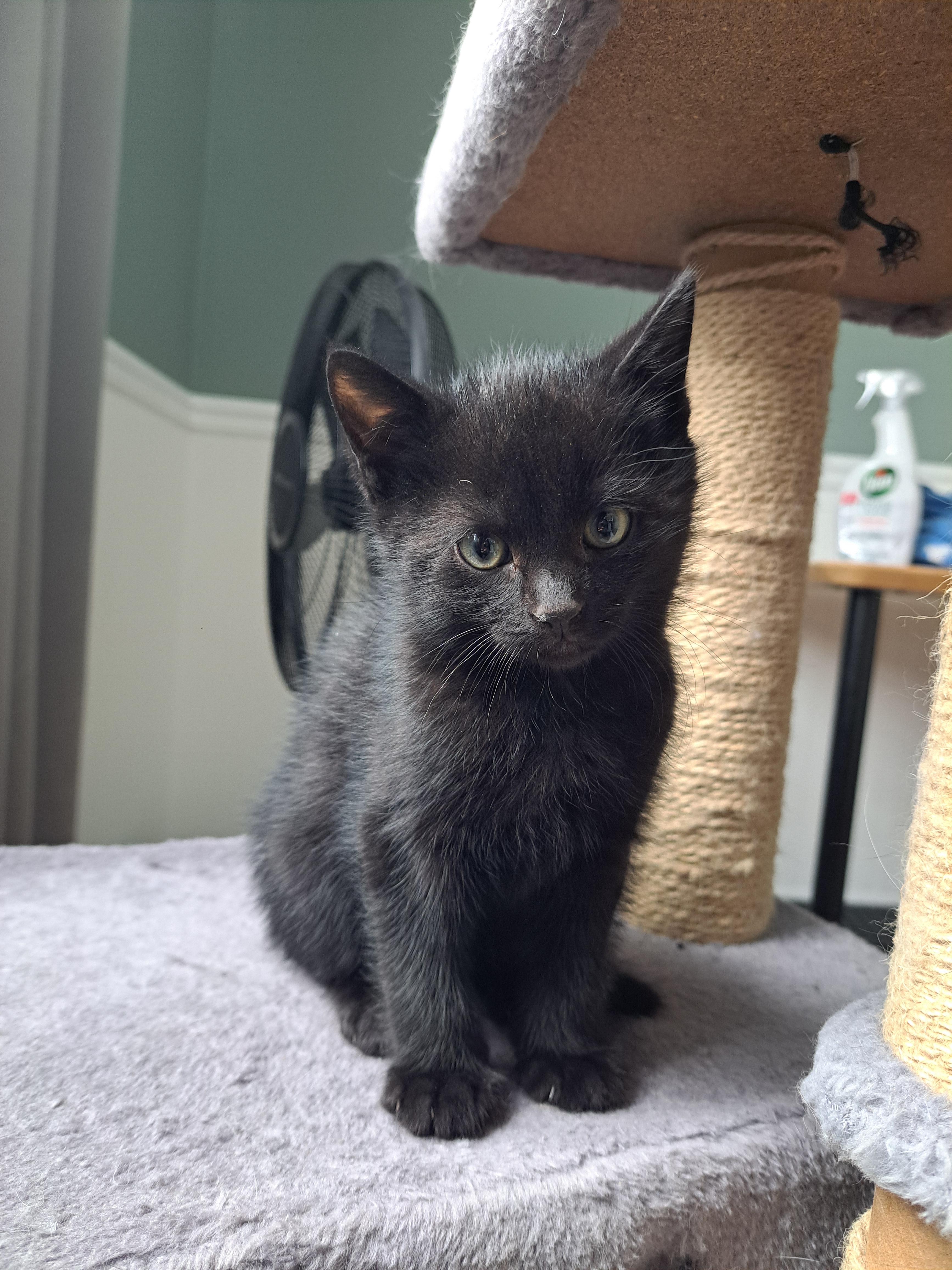 Enlarge Johnny (FA/FF), a ADOPTABLE Domestic Short Hair in Sainte-Angele-de-Monnoir, QC image 2/3