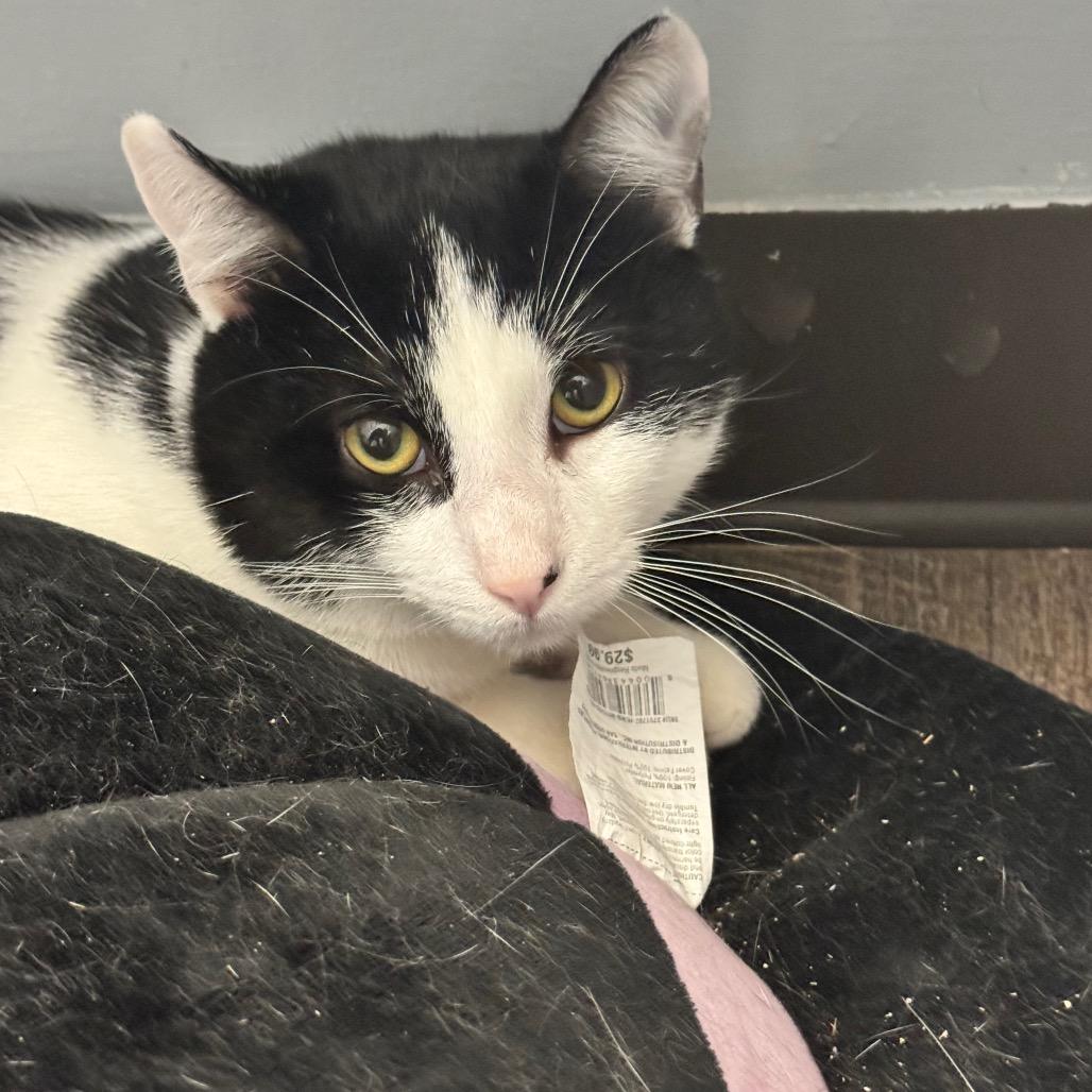 Enrique- Eureka Petsense, a Adoptable Domestic Short Hair in Union, MO image 1/3