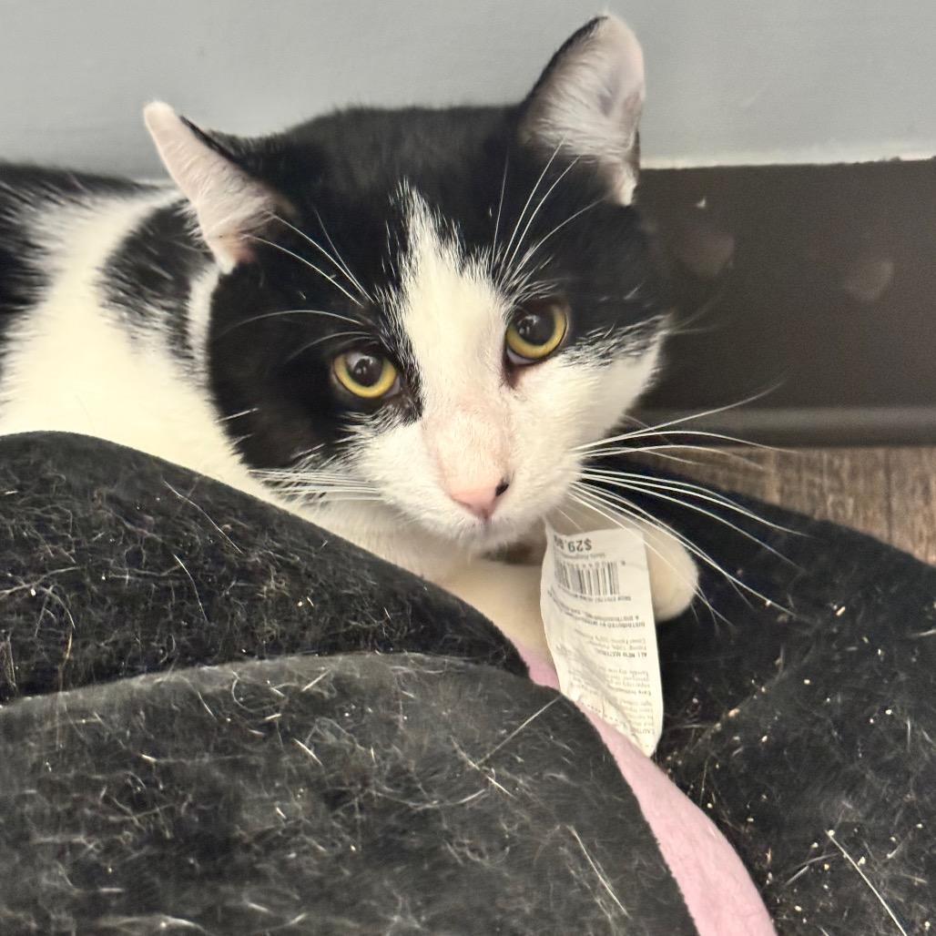 Enrique (Union Petsense), Adoptable, Young Male Domestic Short Hair.