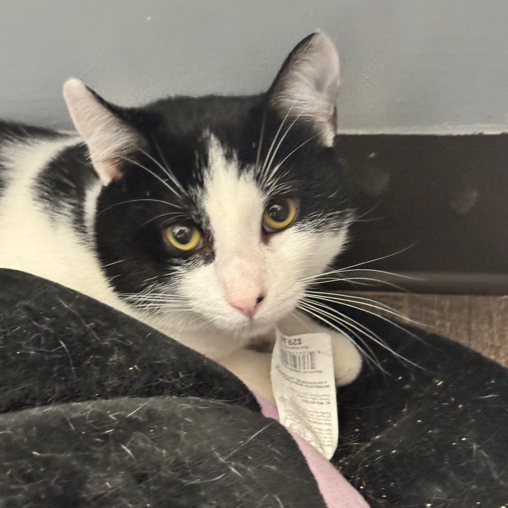 Enrique- Eureka Petsense, a Adoptable Domestic Short Hair in Union, MO image 3/3