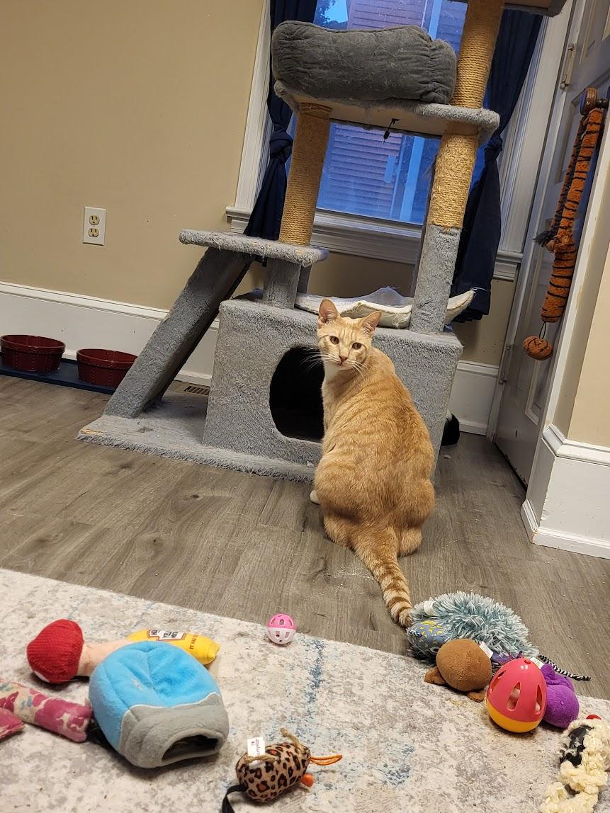 Juke, a Adoptable Domestic Short Hair in Allentown, PA image 1/3