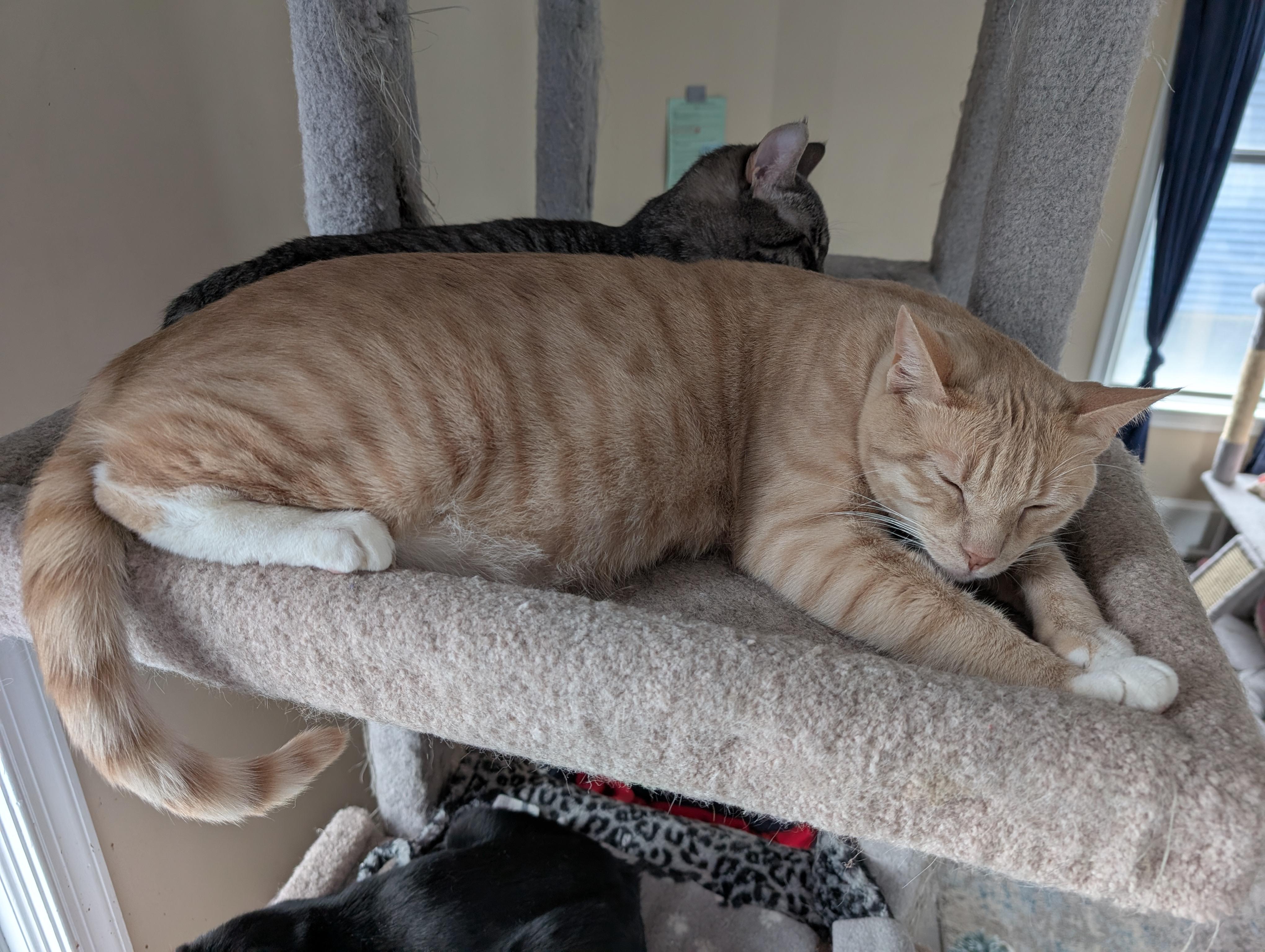 Enlarge Juke, a Adoptable Domestic Short Hair in Allentown, PA image 2/6