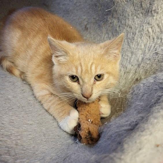 Enlarge Juke, a Adoptable Domestic Short Hair in Allentown, PA image 6/6